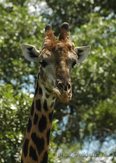 puku rsa 240.jpg - Southern or Cape Gifaffe (Giraffa camelopardalis giraffa)